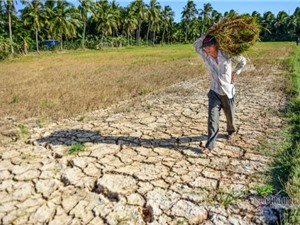 Việt Nam có thể thiệt hại tới 14,5% GDP do biến đổi khí hậu vào năm 2050
